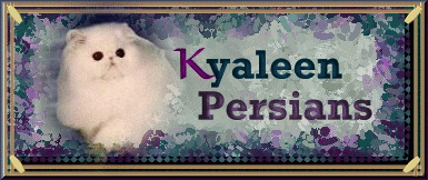 Kyaleen Persians