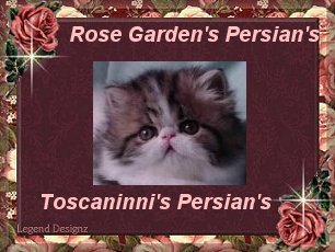 Rose Garden's Persians