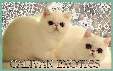 Calivan Exotics